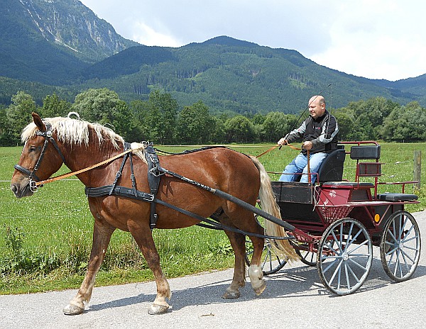 Einspännergeschirr