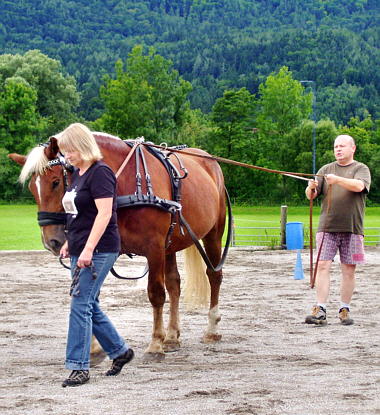 Bodenarbeit an den Leinen