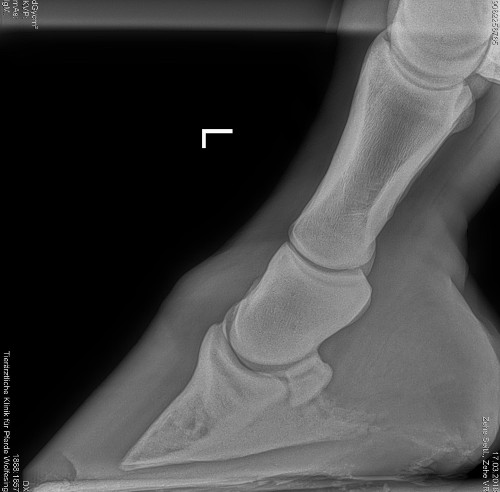 Röntgenbild linkes Vorderbein