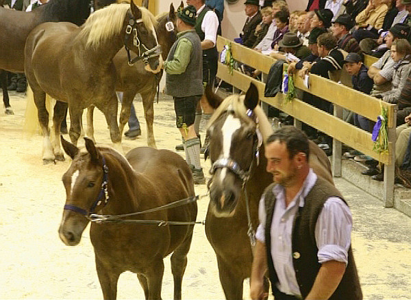 Auktion in der Chiemgauhalle